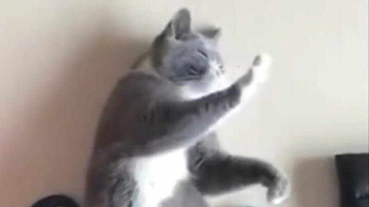 "The Cat Team Knows Kung Fu"