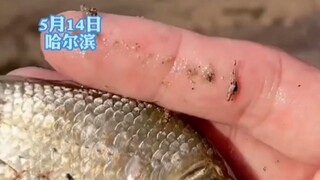 The husky gobbled up the fish his owner was about to release, and was then made to repent before the