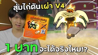 สุ่มไก่ตันการันตีเผ่าV4 ราคา 1บาท! จะได้จริงไหม!? | Blox Fruits Roblox