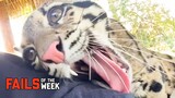 Cute Predator Strikes Tourists! Fails Of The Week