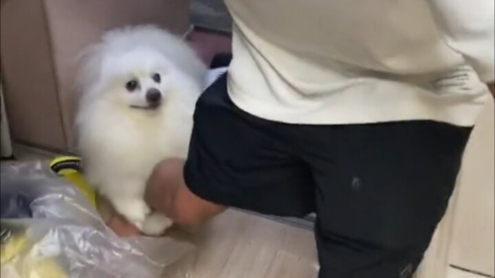 Dogs always seem to zero in on the person who’s most afraid of them.