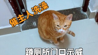 为什么我的猫像个管家一样会催洗澡、催睡觉？你们的猫也会这样吗？