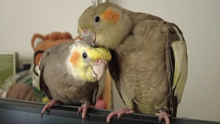 【Vẹt Cockatiel】Cặp vẹt xám nguyên thủy nhà tôi đã sinh ra hai chú vẹt bạch tạng vàng!