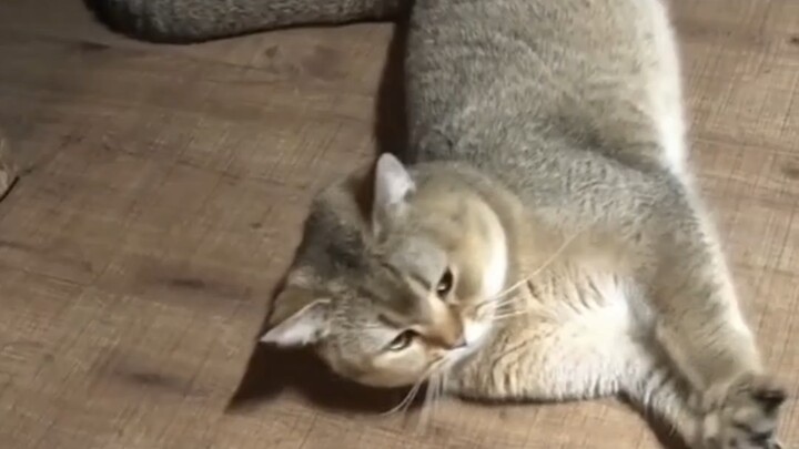ทำให้ลูกแมวมีความสุขก็ไม่ใช่การเสียเวลา
