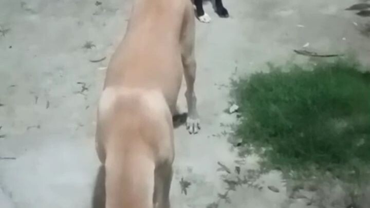 #pet