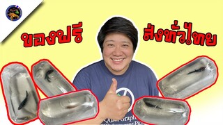 แพคปลากัดส่งทั่วไทยของฟรีมีในโลกสไตล์korattv