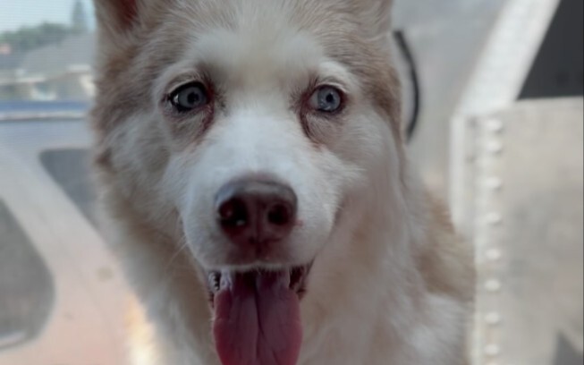 King Dalì Shaves the Dog’s Fur