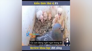 Chim bồ câu 🕊 đi lạc và cái kết mereviewphim reviewphimhay nntreview2 reviewphim