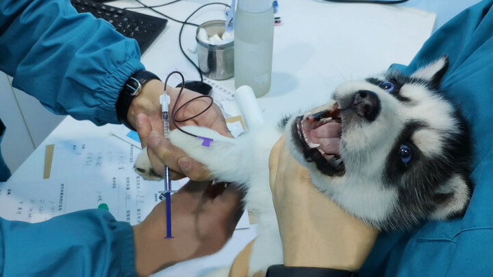 Anjing Husky menangis saat disuntik. Apa mau berubah jadi setan?