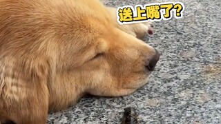 蝉在墙上坐、、、狗嘴天上来 ？？