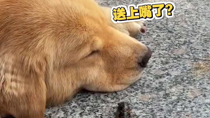 蝉在墙上坐、、、狗嘴天上来 ？？