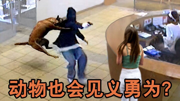 Động vật cũng có thể cứu mạng bạn? Điểm lại 22 khoảnh khắc động vật cứu người nổi tiếng!
