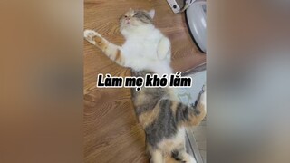 Thay vì làm mẹ chúng ta nên làm mình làm mẩy mèo cat cute TestNhanPham