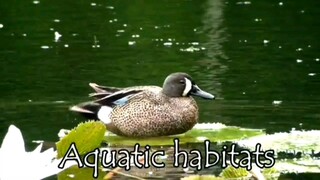 YA BADROTIM NATURE FLORA AND FAUNA SHOLAWAT PENYEJUK HATI