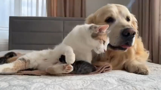 当金毛被允许去见生完宝宝的猫猫，满脸的宠溺是怎么回事…猫妈和它的感情好好哦，紧紧依偎在一起