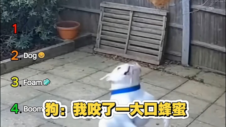“การเปรียบเทียบแนวทางการจัดการรังผึ้งขนาดยักษ์”