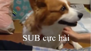 Sub động vật hài hước P.1