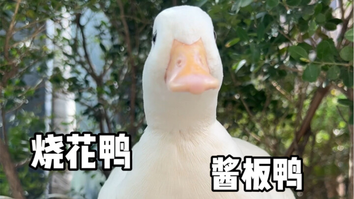 Your wings have grown strong, duck!