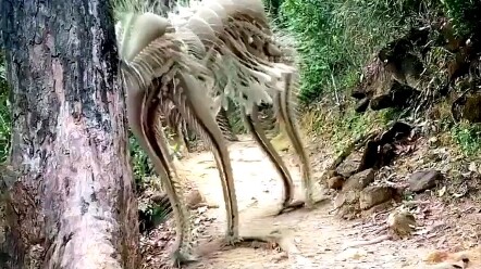 Thú cưng của ai bị lạc?