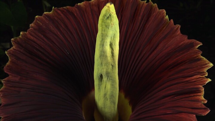 GIANTS | MGA HIGANTE NA HINDI HAYOP