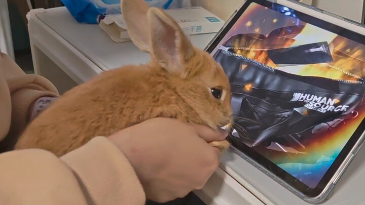 Rekaman Langka: CEO Rhode Island Langsung Membimbing Departemen SDM