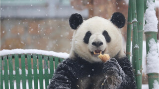 萌兰是靠自己的努力换来的铁秋千！