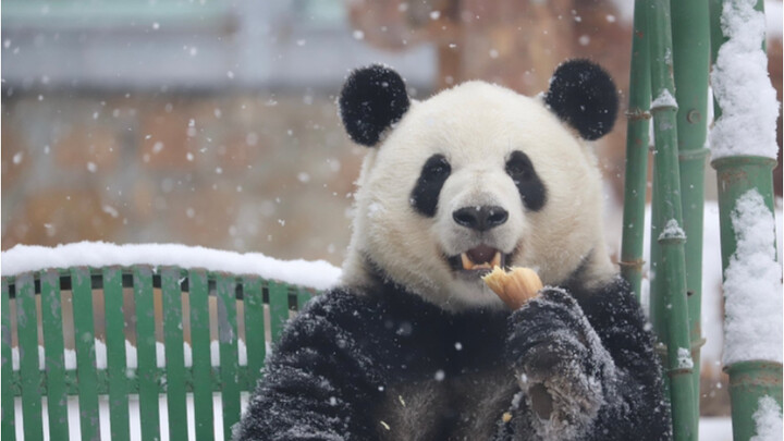 مينغلان حصلت على الأرجوحة الحديدية بفضل جهودها الخاصة!
