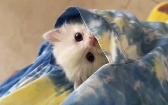 Here’s a little tidbit: Everyone’s been saying Gou Sheng looks like a mouse, a rabbit, or a dog—so b