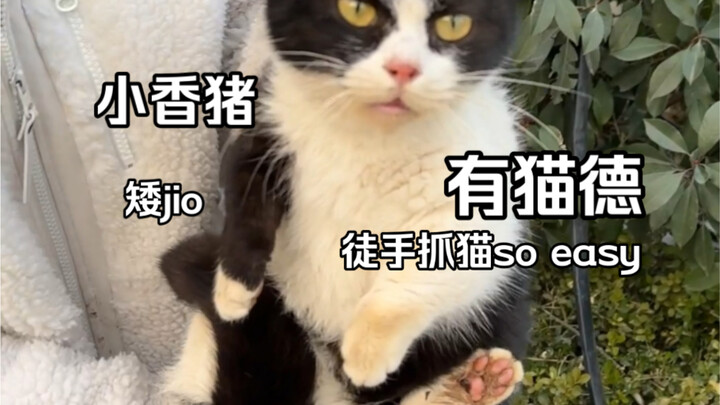 Caught a short-legged cat with my bare hands!