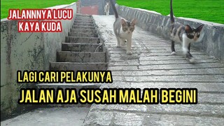 Kucing Yang Disabilitas Jalannya Kaya Kuda Ini Kondisinya Malah Menghawatirkan..!
