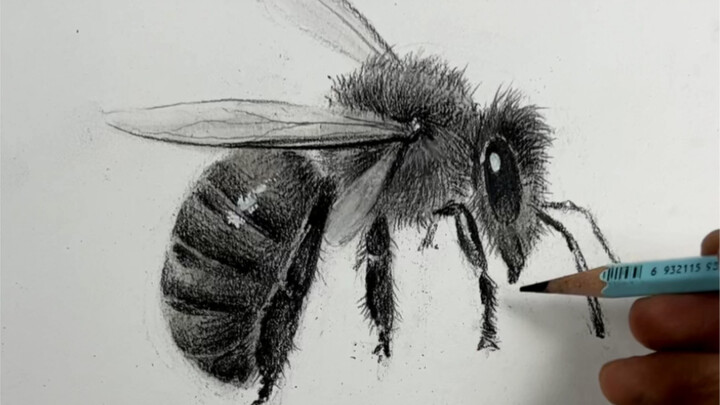 [Still Life Sketch] A Super Simple Trick for Drawing Little Honey Bears