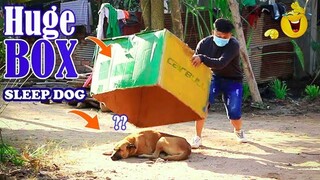 Time To Run Prank dog sleep video