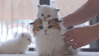 Ayah kucing mengasuh anak, dimulai sejak si anak masih kecil