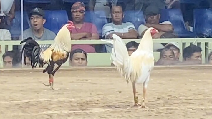 WHITE VS TALISAY, 55K PARADA LUCENA VS DOLORES #SABONG