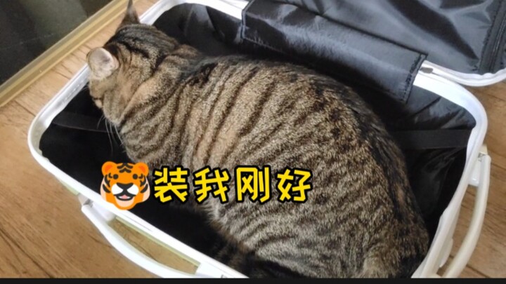 狸花猫有多大，一个行李箱勉强装下！