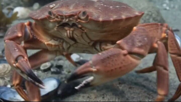 🌊 Deep Blue Realms  A Curious Crab's Underwater Handshake! 🦀
