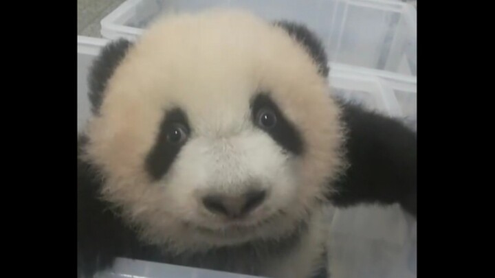 【Gấu trúc Trùng Trùng】Anh ấy gật đầu rồi! Anh ấy gật đầu rồi! Giọng baby đáng yêu quá…