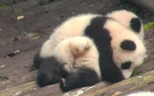 Xiao Rourou squishes Xiao Wenwen. After being scolded by daddy, she looks sorry for a second before continuing to squish