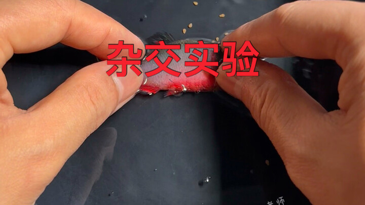 Hybridization and Integration Experiment Between Chongqing Volcano Rasbora and Jiangxi Red-Edged Ras