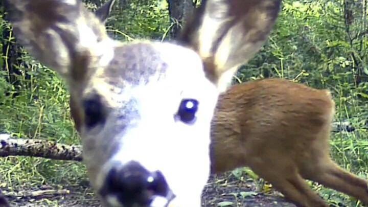 European Wildlife: Shorts Journal | August 2026 Day Edition | FHD