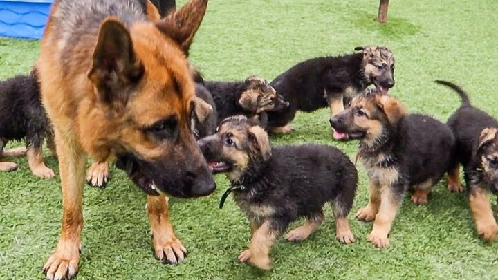 คุณพ่อเยอรมันเชพเพิร์ดพาลูกครั้งแรก