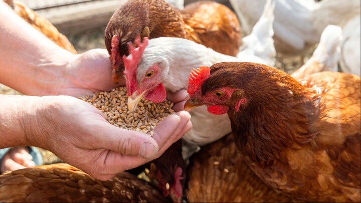 Chicken feed 06