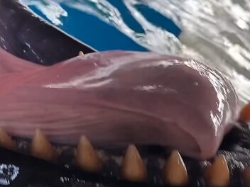 False Killer Whale: Why do you all call me an alien?