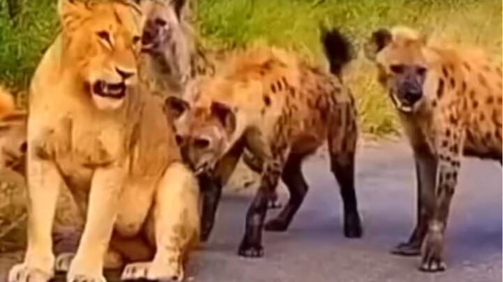 Sư tử đối đầu chó săn