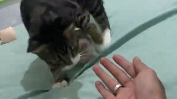 Kucing rasa anjing pintar sekali