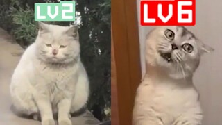 【动物版】B 站 等 级 现 状