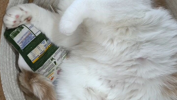 หนูง่วงคับ #cat #catsofinstagram #cats#catstagram#catlover #catlovers#instacat#meow #kitten #kittens