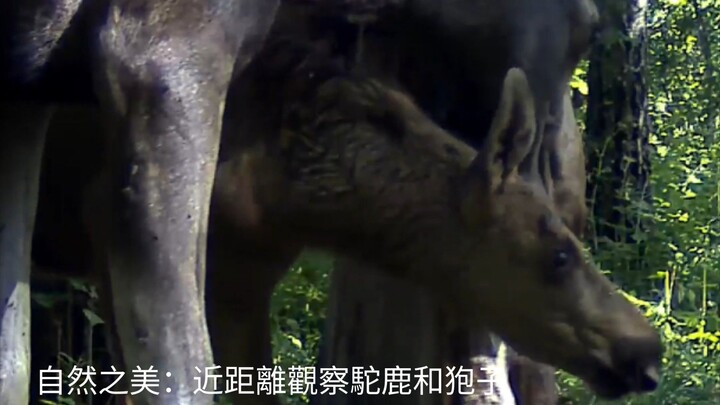 Nature’s Beauty: Moose and Roe Deer Up Close