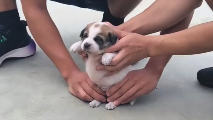 什么样的氛围培养什么样的小狗～