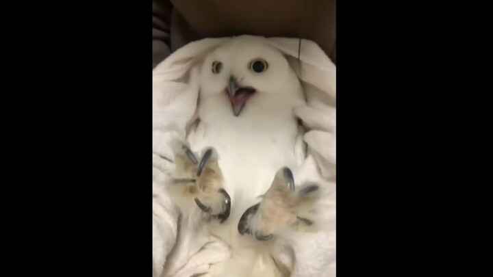 Kalau nggak kerja keras, kamu bakal jadi mainan si Nyonya Kaya!